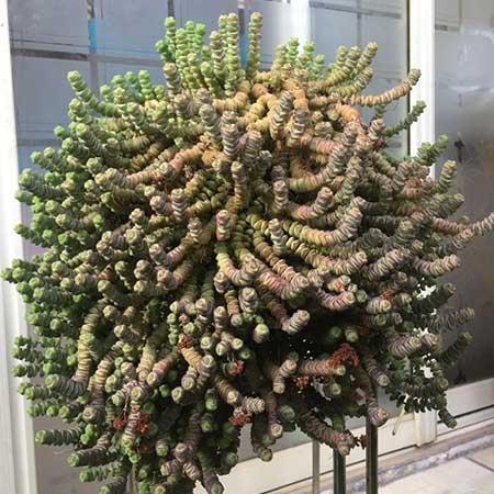 绿植钱串的养殖方法