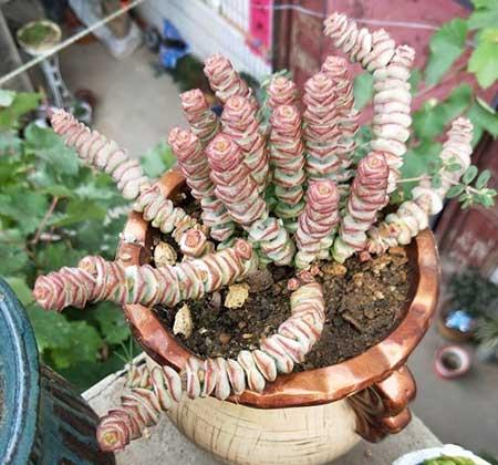 绿植钱串的养殖方法