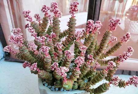 绿植钱串的养殖方法