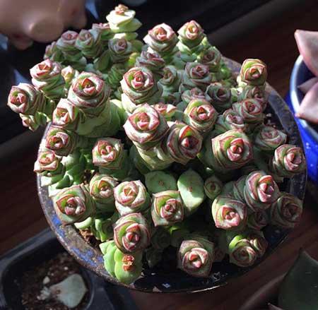 绿植钱串的养殖方法