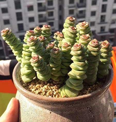 绿植钱串的养殖方法