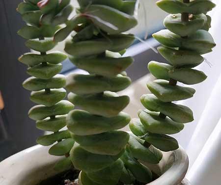 绿植钱串的养殖方法