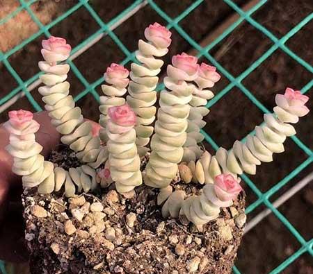 绿植钱串的养殖方法