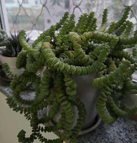 绿植钱串的养殖方法