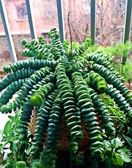 绿植钱串的养殖方法