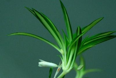 绿植吊兰怎么养