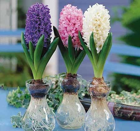 水里面养的花有哪些
