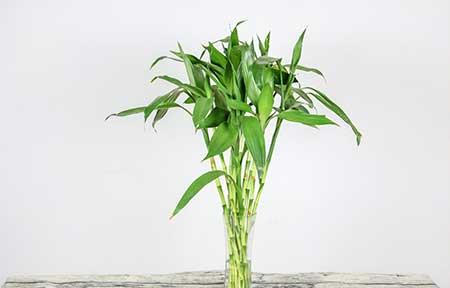可室内长期养的水培植物