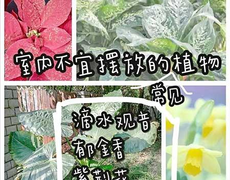 怀孕能养什么花