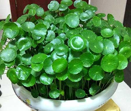 花卉铜钱草养殖方法