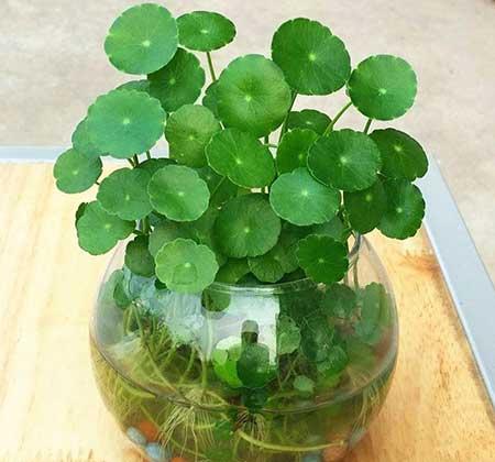 花卉铜钱草养殖方法