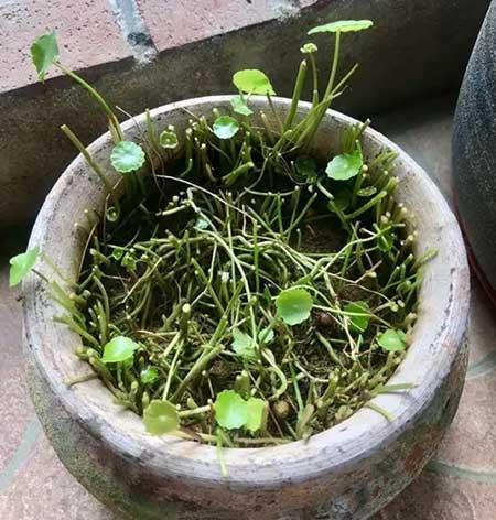 花卉铜钱草养殖方法