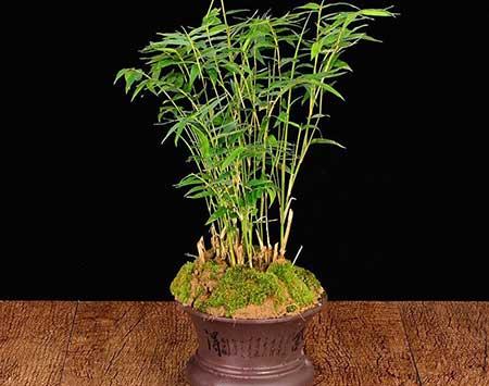花卉凤尾竹怎么养