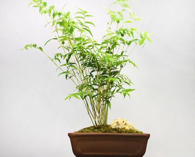 花卉凤尾竹怎么养