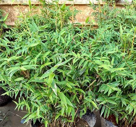 花卉凤尾竹怎么养