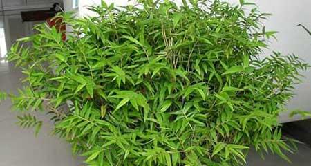 花卉凤尾竹怎么养