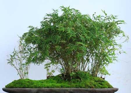 花卉凤尾竹怎么养