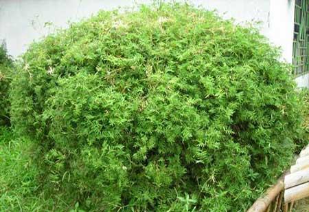 花卉凤尾竹怎么养