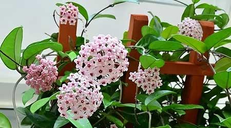 封闭式阳台养什么花