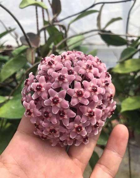 封闭式阳台养什么花