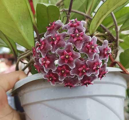 封闭式阳台养什么花