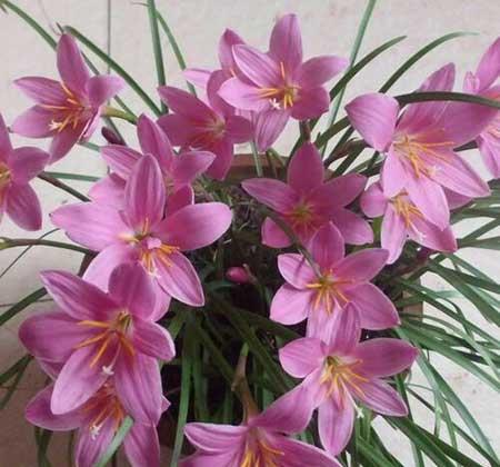 盆栽花怎么养