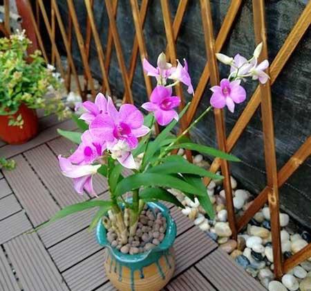 盆栽花怎么养