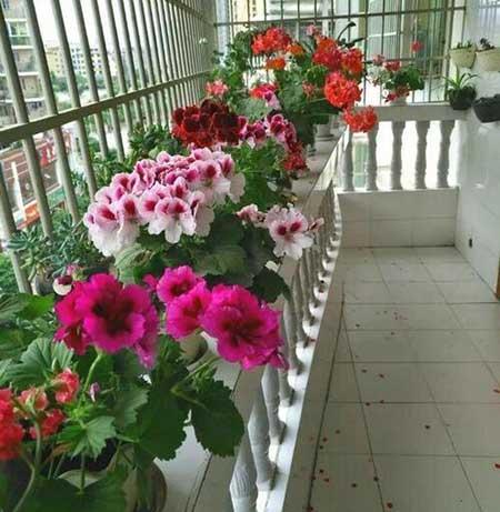 盆栽花怎么养