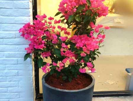 盆栽花怎么养