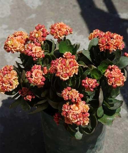 养什么绿植招财