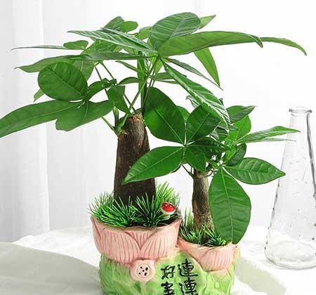 养绿植需要注意什么