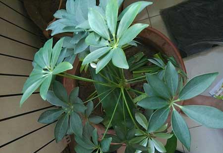 鸭掌木绿植怎么养