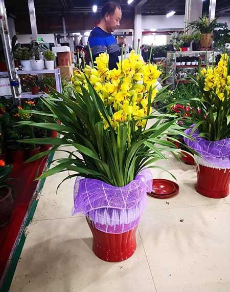 新栽花卉怎么养护