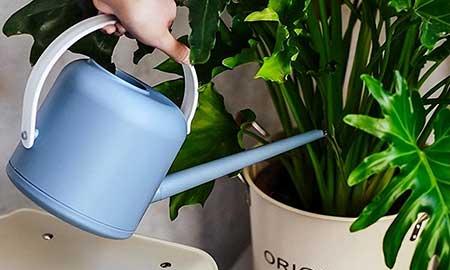 新栽花卉怎么养护