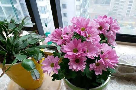 新栽花卉怎么养护