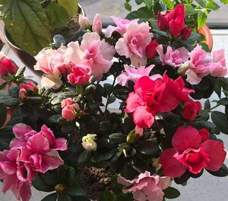 新栽花卉怎么养护