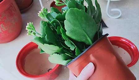 新栽花卉怎么养护