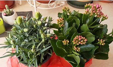 新栽花卉怎么养护