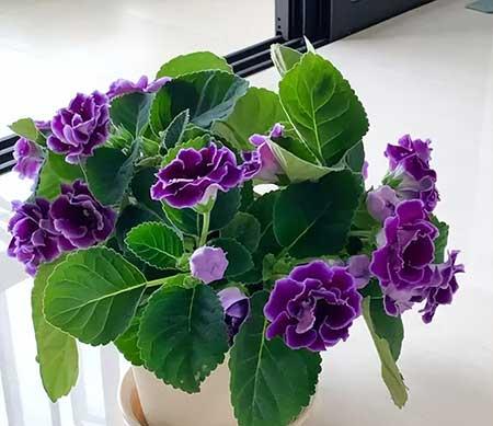 新栽花卉怎么养护