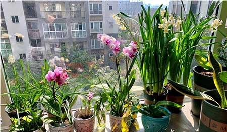 新栽花卉怎么养护