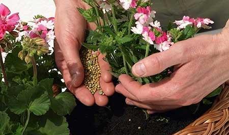 新栽花卉怎么养护