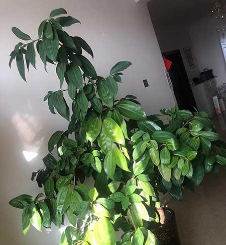 销售适合养什么绿植
