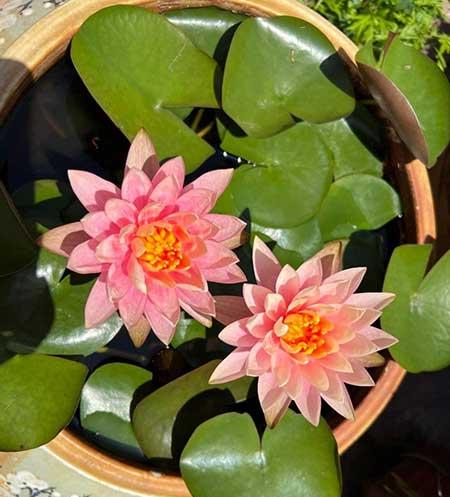 夏天阳台养什么花