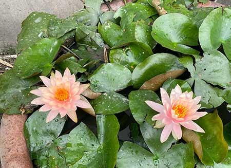 夏天阳台养什么花
