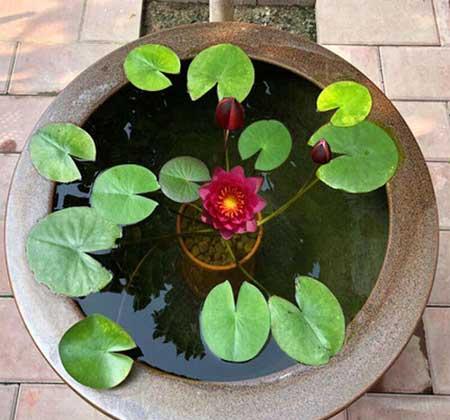 夏天阳台养什么花