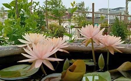 夏天阳台养什么花