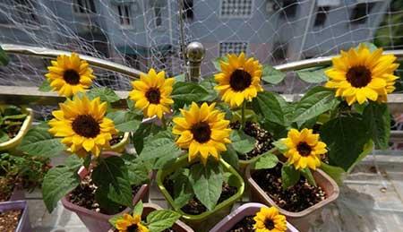 夏季绿植养护注意什么