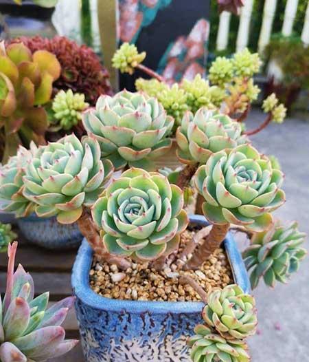 夏季绿植养护注意什么