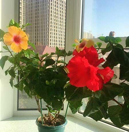 夏季绿植养护注意什么
