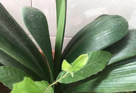 夏季绿植养护注意什么